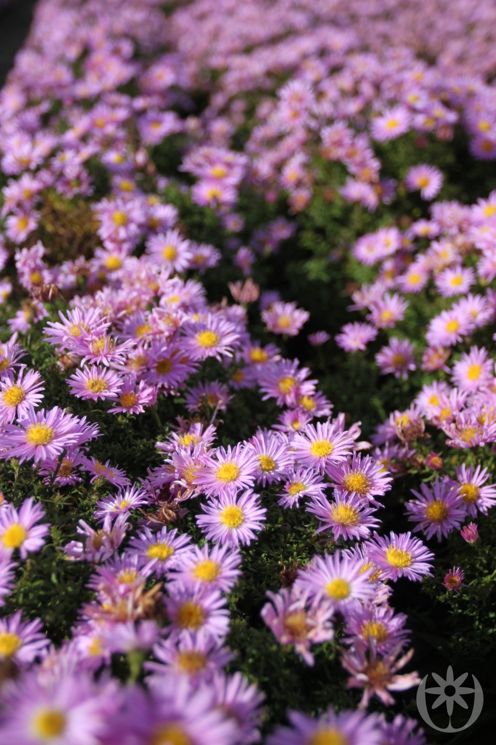 Aster novae-angliae 'Peter Harrison'